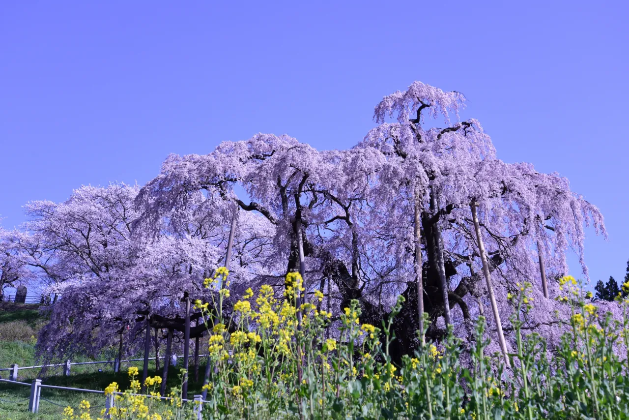 三春の滝桜