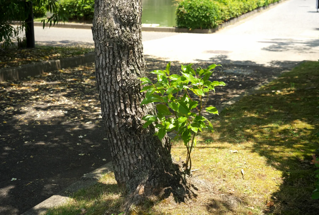 蘖（ひこばえ、ベーサルシュート、英語: Basal shoot）とは、樹木の切り株や根元から生えてくる若芽のこと。