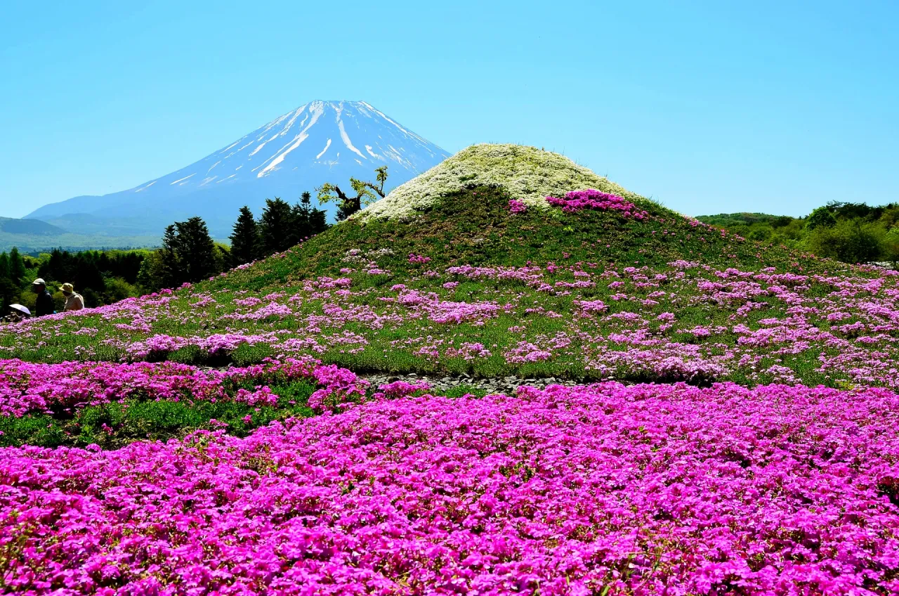 芝桜と二重富士