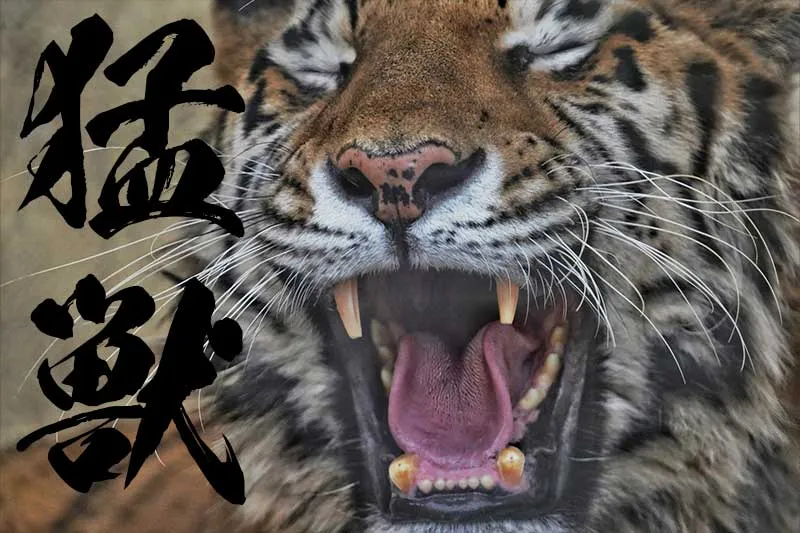 毒蛇と猛獣