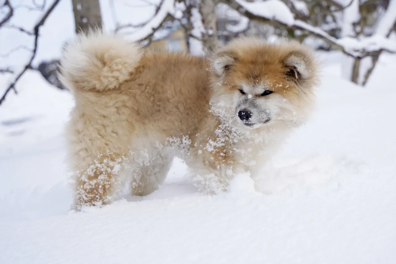 秋田犬